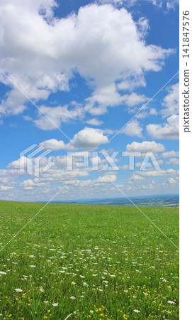 A vibrant summer meadow filled with wildflowers stretches beneath a bright blue sky with fluffy cumulus clouds. A vibrant summer meadow filled with wildflowers stretches beneath a bright blue sky with fluffy cumulus clouds. 141847576