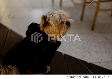 Yorkshire Terrier wearing a black coat indoors, sitting beside a table in a cozy home setting. Small companion furry dog representing pet lifestyle, domestic life and winter clothing for pets. 141847583