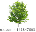 Young deciduous tree with vibrant green leaves, slender trunks Young deciduous tree with vibrant green leaves, slender trunks 141847603