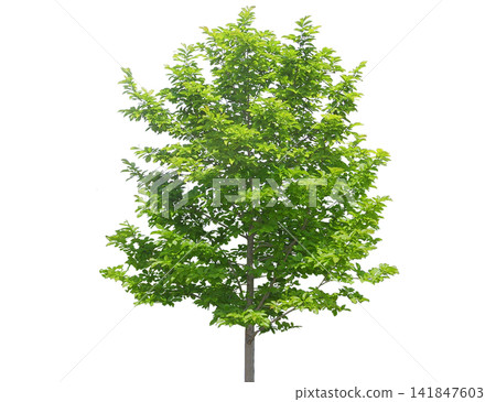 Young deciduous tree with vibrant green leaves, slender trunks 141847603