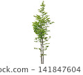 Young deciduous tree with vibrant green leaves and slender trunks Young deciduous tree with vibrant green leaves and slender trunks 141847604