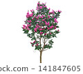 Lagerstroemia indica tree with vibrant pink flowers in full bloom during summer Lagerstroemia indica tree with vibrant pink flowers in full bloom during summer 141847605