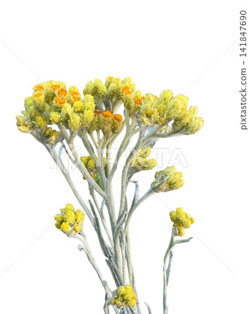 Cluster of small yellow wildflowers isolated on a transparent background, suitable for botanical, floral, spring, and nature design themes. 141847690