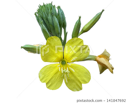Vibrant yellow evening primrose flower with buds PNG, isolated on transparent background Vibrant yellow evening primrose flower with buds PNG, isolated on transparent background 141847692