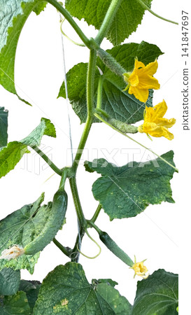 Young Cucumber Plant with Yellow Flowers and Green Leaves PNG , isolated on transparent background Young Cucumber Plant with Yellow Flowers and Green Leaves PNG , isolated on transparent background 141847697