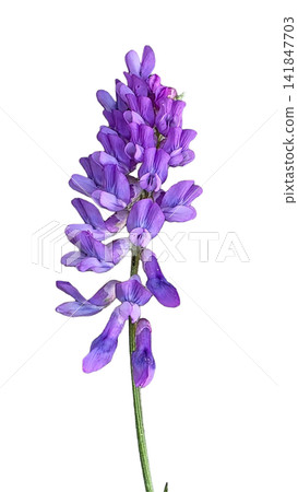 Vibrant Purple Vetch Flower Cluster with Green Stem PNG, isolated on transparent background Vibrant Purple Vetch Flower Cluster with Green Stem PNG, isolated on transparent background 141847703