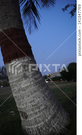 Trunk of a palm tree in a public park with a clear evening sky background, nature and outdoor landscape concept Trunk of a palm tree in a public park with a clear evening sky background, nature and outdoor landscape concept 141847769