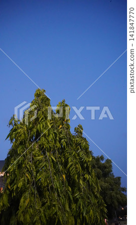 Green tree reaching towards a clear blue evening sky in a public area, nature and environment scenery design concept Green tree reaching towards a clear blue evening sky in a public area, nature and environment scenery design concept 141847770