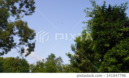 Beautiful clear blue sky framed by lush green tree canopies in a peaceful outdoor public park environment, nature concept Beautiful clear blue sky framed by lush green tree canopies in a peaceful outdoor public park environment, nature concept 141847796