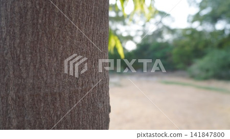 Extreme close up of a rough brown tree trunk texture with a beautifully blurred green forest background, nature concept Extreme close up of a rough brown tree trunk texture with a beautifully blurred green forest background, nature concept 141847800