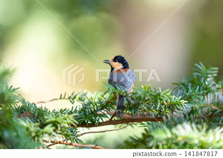 A parrot tit perches on a tree branch and surveys the surrounding area. A parrot tit perches on a tree branch and surveys the surrounding area. 141847817