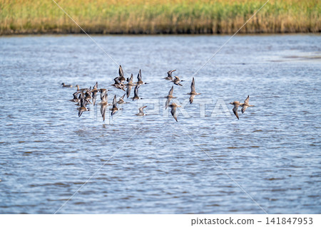 Flocks of Black-tailed Godwits and Bar-tailed Godwits flying over the water's edge. Flocks of Black-tailed Godwits and Bar-tailed Godwits flying over the water's edge. 141847953
