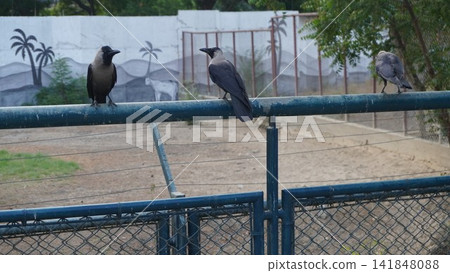 Three black wild crows perched on a blue metal railing fence inside a public park zoo environment, urban wildlife concept Three black wild crows perched on a blue metal railing fence inside a public park zoo environment, urban wildlife concept 141848088
