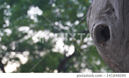 A distinct natural tree hollow knot on a weathered grey trunk with a blurry green leaf canopy backdrop, nature concept 141848090