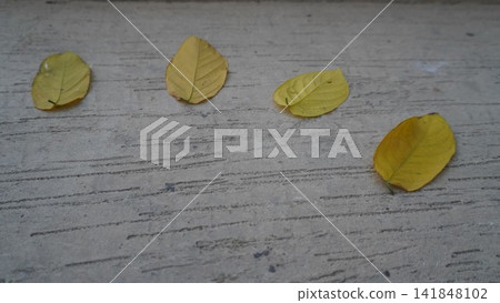 Four bright yellow autumn leaves fallen on a grey concrete floor surface arranged in a gentle curve, season concept Four bright yellow autumn leaves fallen on a grey concrete floor surface arranged in a gentle curve, season concept 141848102