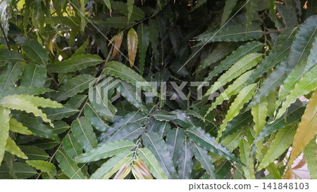 Detailed close up of fresh dense green leaves of a tropical Ashoka tree growing thickly in an outdoor garden, botany concept Detailed close up of fresh dense green leaves of a tropical Ashoka tree growing thickly in an outdoor garden, botany concept 141848103