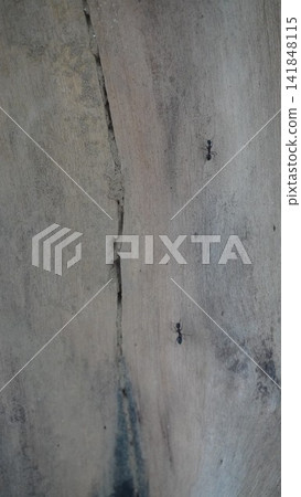 Vertical macro shot of a single small tiny black ant crawling upward on a weathered grey tree bark surface, macro concept Vertical macro shot of a single small tiny black ant crawling upward on a weathered grey tree bark surface, macro concept 141848115