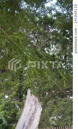 Vertical low angle view looking past a grey wooden stump into a dense green forest tree canopy above, environment concept Vertical low angle view looking past a grey wooden stump into a dense green forest tree canopy above, environment concept 141848119