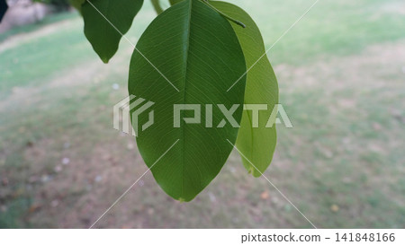 Single vibrant green leaf hanging down, detailed nature photography for botanical and plant life , biology concept Single vibrant green leaf hanging down, detailed nature photography for botanical and plant life , biology concept 141848166