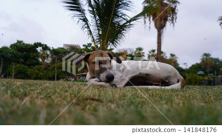 Spotted dog lying on the park lawn, relaxing pet photography for animal care and outdoor living , animal concept Spotted dog lying on the park lawn, relaxing pet photography for animal care and outdoor living , animal concept 141848176