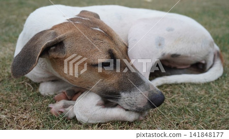 Close-up of a resting dog head on paws, beautiful pet photography for comfort and animal love , animal concept Close-up of a resting dog head on paws, beautiful pet photography for comfort and animal love , animal concept 141848177
