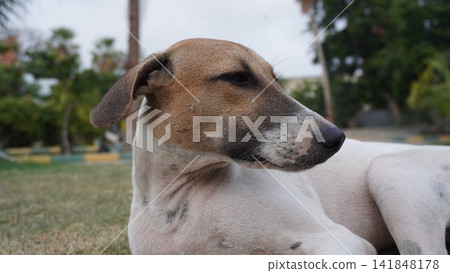 Portrait of a resting dog, beautiful animal photography for pet care and well-being projects , animal concept Portrait of a resting dog, beautiful animal photography for pet care and well-being projects , animal concept 141848178