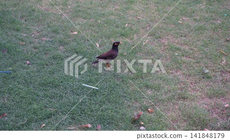 Bird walking on the green grass, interesting wildlife photography for nature and bird observation , wildlife concept Bird walking on the green grass, interesting wildlife photography for nature and bird observation , wildlife concept 141848179