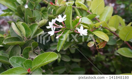White flowers blooming on a shrub, lovely nature photography for garden decor and botany studies , floral concept White flowers blooming on a shrub, lovely nature photography for garden decor and botany studies , floral concept 141848180