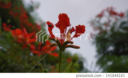 Vibrant red flower with green leaves, beautiful nature photography for floral design and garden , floral concept Vibrant red flower with green leaves, beautiful nature photography for floral design and garden , floral concept 141848181