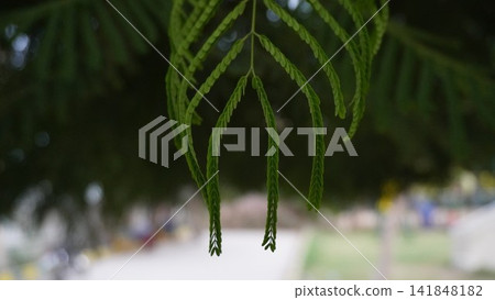 Drooping green plant leaves, fresh nature photography for garden design and botanical art works , nature concept Drooping green plant leaves, fresh nature photography for garden design and botanical art works , nature concept 141848182