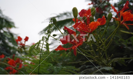Red flowers on a tree branch, beautiful floral nature photography for garden and beauty design , floral concept Red flowers on a tree branch, beautiful floral nature photography for garden and beauty design , floral concept 141848183