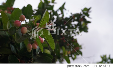 Small white flowers and pink fruits on a tree, nature photography for botanical and garden life , biology concept Small white flowers and pink fruits on a tree, nature photography for botanical and garden life , biology concept 141848184