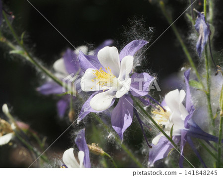 The delicate columbine flower, covered in fluffy seeds. The delicate columbine flower, covered in fluffy seeds. 141848245