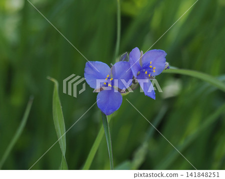 Two spiderwort flowers 141848251
