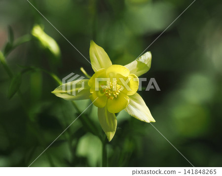 A single yellow columbine flower A single yellow columbine flower 141848265