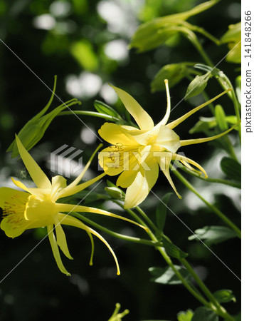 Two yellow columbine flowers Two yellow columbine flowers 141848266