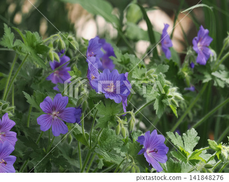 Light purple geranium Light purple geranium 141848276
