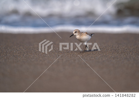 Tonen looking for food at the beach 141848282