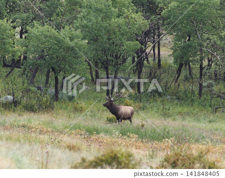 A magnificent elk with impressive antlers stands before the forest. A magnificent elk with impressive antlers stands before the forest. 141848405