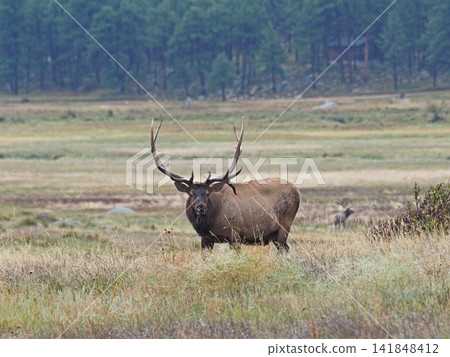 A magnificent elk with impressive horns stands in the grassland. A magnificent elk with impressive horns stands in the grassland. 141848412