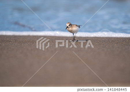 Tonen looking for food at the beach Tonen looking for food at the beach 141848445