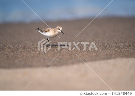 Red-necked stint looking for food on the beach Red-necked stint looking for food on the beach 141848449