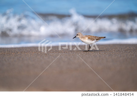Tonen looking for food at the beach Tonen looking for food at the beach 141848454