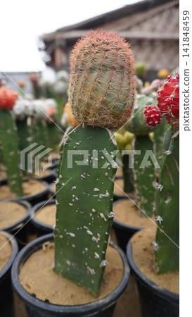 Small cactus with a red top in a pot, unique desert plant photography for garden and home decor , botany concept Small cactus with a red top in a pot, unique desert plant photography for garden and home decor , botany concept 141848459