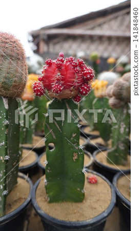 Red cactus in a black pot, unique desert plant photography for garden and home decoration projects , botany concept Red cactus in a black pot, unique desert plant photography for garden and home decoration projects , botany concept 141848460