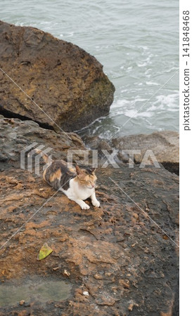 Calico cat lying on a rock near the ocean, interesting animal photography for nature and pets , wildlife concept Calico cat lying on a rock near the ocean, interesting animal photography for nature and pets , wildlife concept 141848468