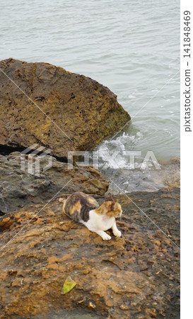 Calico cat relaxing on a dark rock, beautiful animal photography for outdoor and nature lifestyle , animal concept Calico cat relaxing on a dark rock, beautiful animal photography for outdoor and nature lifestyle , animal concept 141848469