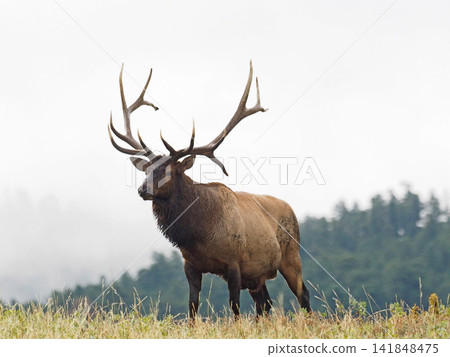 A magnificent male elk appeared before my eyes. A magnificent male elk appeared before my eyes. 141848475