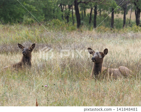 Two female elk sit on the grassland, surveying their surroundings. Two female elk sit on the grassland, surveying their surroundings. 141848481