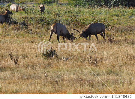 Two young male elk fighting by butting heads. Two young male elk fighting by butting heads. 141848485